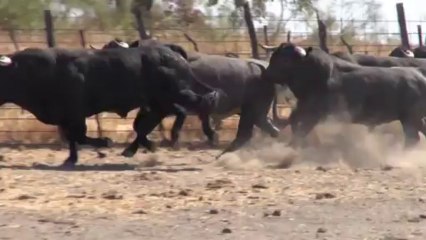 Los toros de Victorino Martin