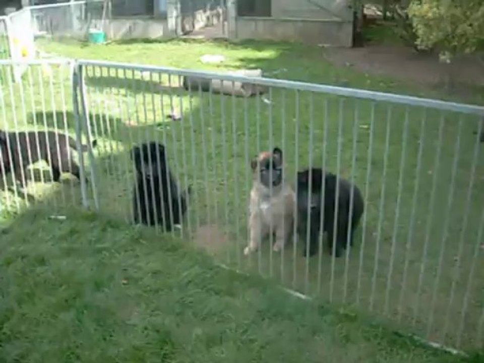 20 septembre 2013 : la bergère et son troupeau de bergers