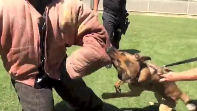 Police K9 Decoy Training Falco K9 Academy