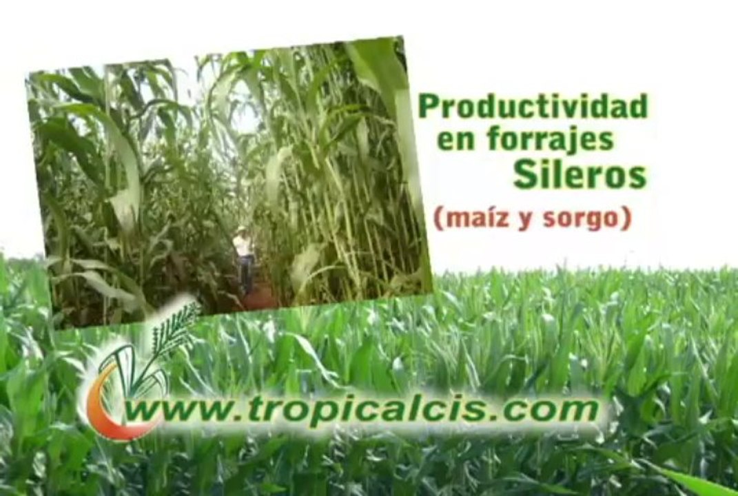 16 de septiembre Ovinos web