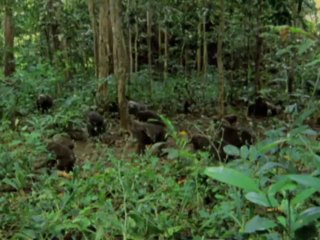 Mutation - The Science of Survival