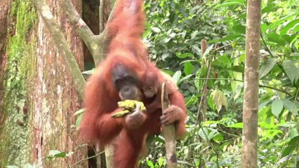 Ameaça aos orangotangos de Sumatra