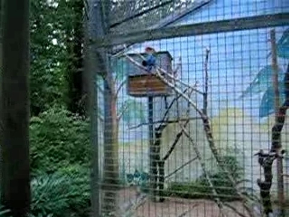 Le perroquet qui dit cacahuète