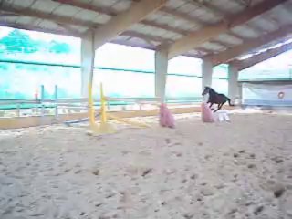 A vendre SF hongre 4ans Origine: fetiche du pas (oxer lib)