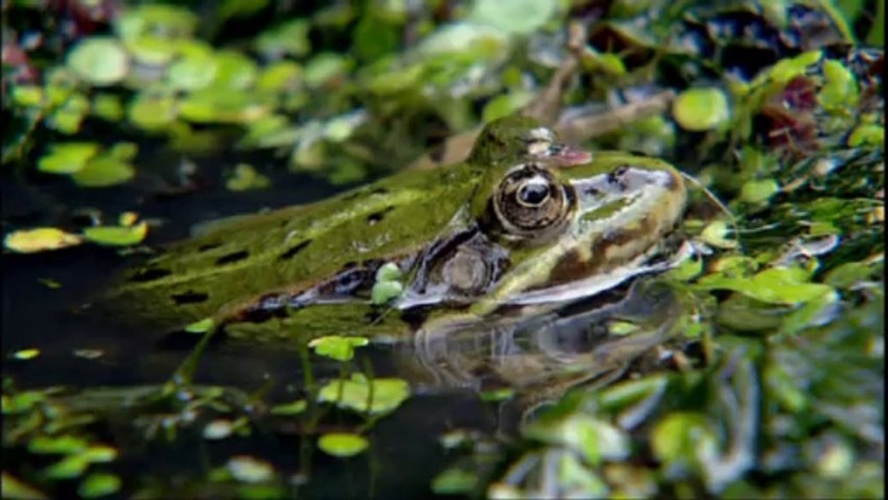 Böhmen - Land der Hundert Teiche (Doku 2012)