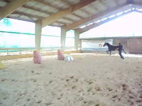 A vendre SF hongre 4ans origine: fetiche du pas ( lib croix )