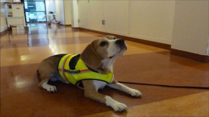 Hermoso perro Huele Diarreas