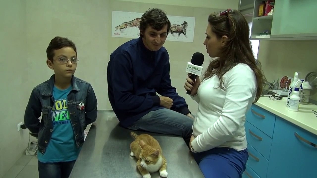 Aversa (CE) - La storia di Nanà, il gattino salvato dall'amore per gli animali (17.09.13)