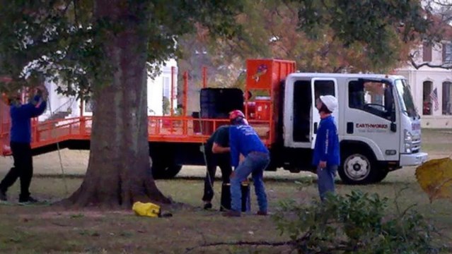 Tree Removal Service In Bossier City & Shreveport, LA