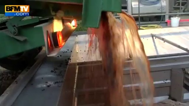 Vendanges nocturnes: récolter le raisin à basse température améliore la qualité - 21/09