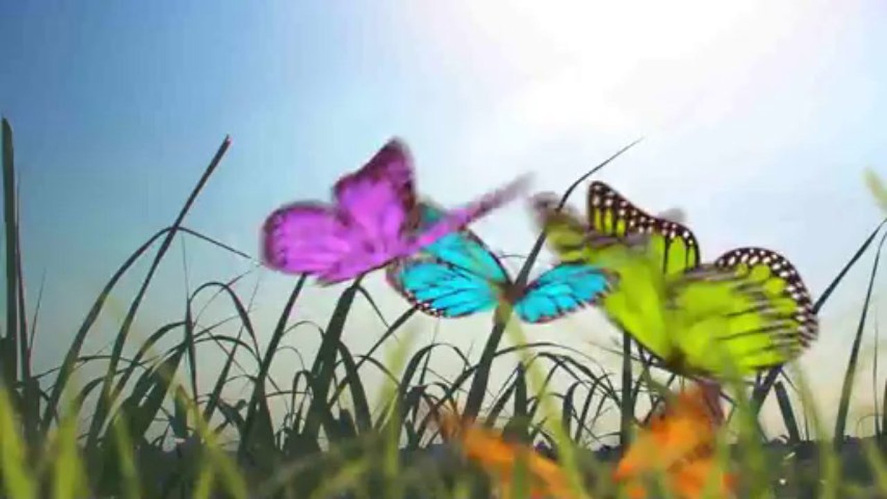 Butterfly Creator - After Effects Template