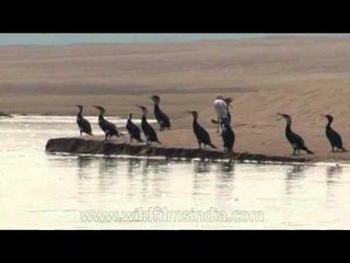 Cormorants by the Chambal River