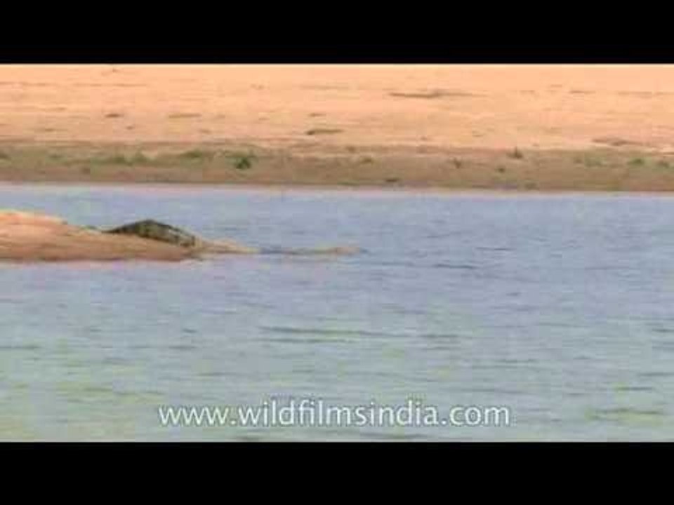 Closer look at the Chambal Wildlife Sanctuary