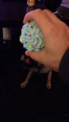Dog has funny reaction to the sound of a toy