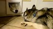 Huskies Chat Through Cat Flap