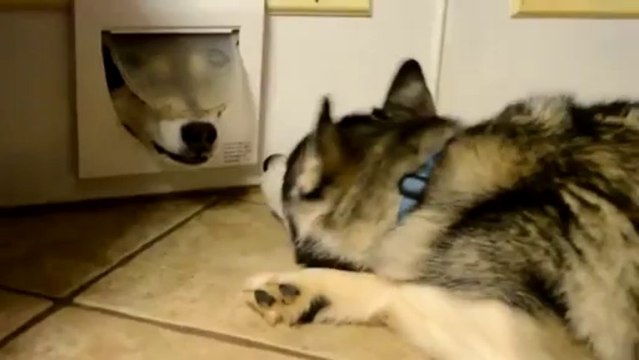 Huskies Chat Through Cat Flap