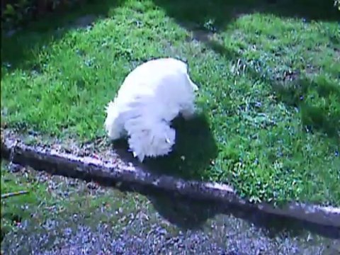 Twinny qui se frotte par terre