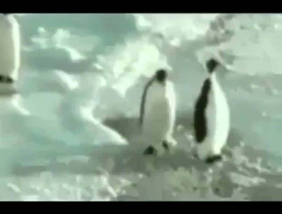 Funny penguin "Shut Up" fail Vine video!! Head on the ice...