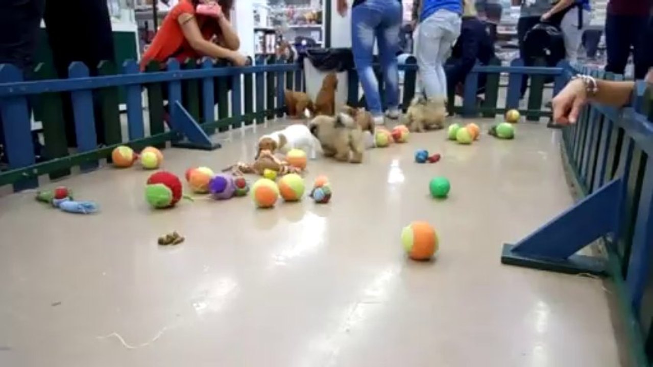 récréation des toutous