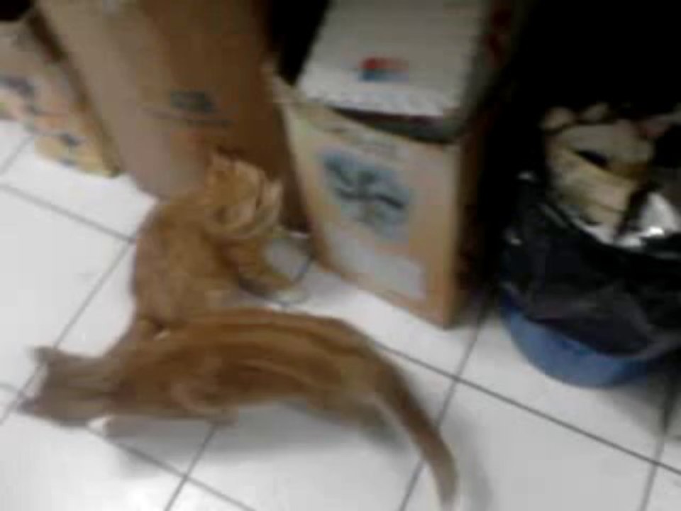 Cosas de Gatos 2