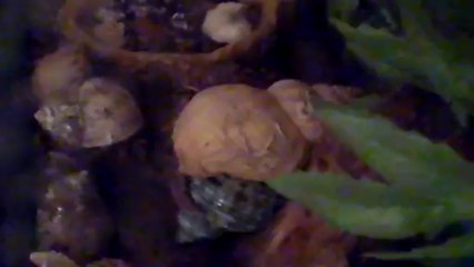 Changement coquille BHT