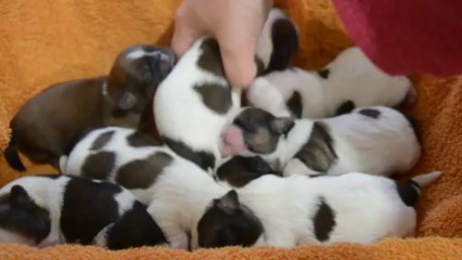 Les bébés de Geisha ont 3 jours...