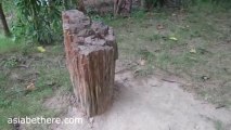 Petrified wood in Thailand