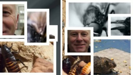 Bird Pest Control Milton Keynes