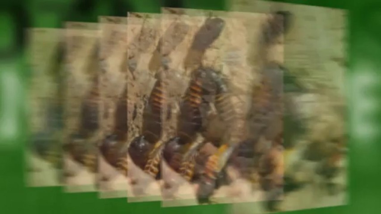 Hornet Pest Control Buckingham