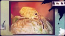 Bed Bug Pest Extermination Oxfordshire