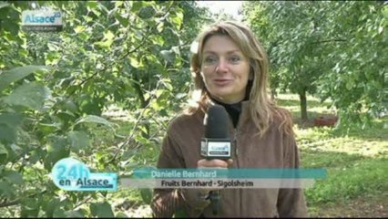Les vergers en Alsace