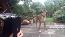 Dog Sings Along To Accordion