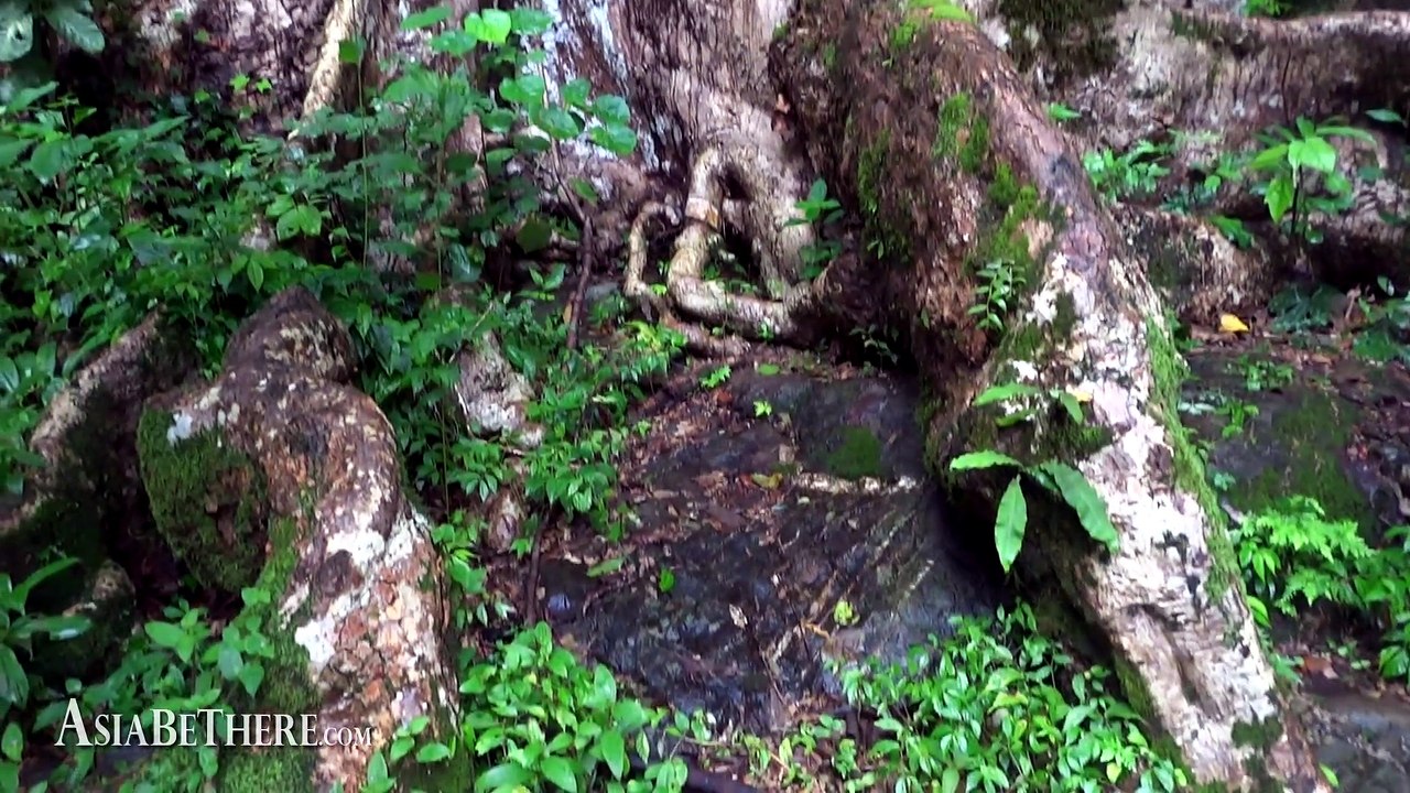 Amazing Tree in Palau Waterfall, Kaeng Krachan National Park