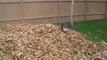 Funny siberian husky DOG playing in leaves!