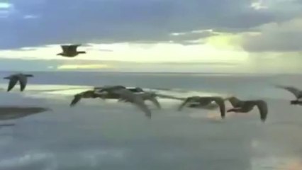 Oies sauvage (Low-360p)