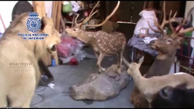 Encuentran 8 ejemplares disecados de especies protegidas