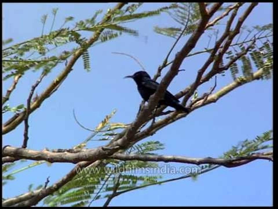 Male Purple sunbird (Nectarania asiatica)
