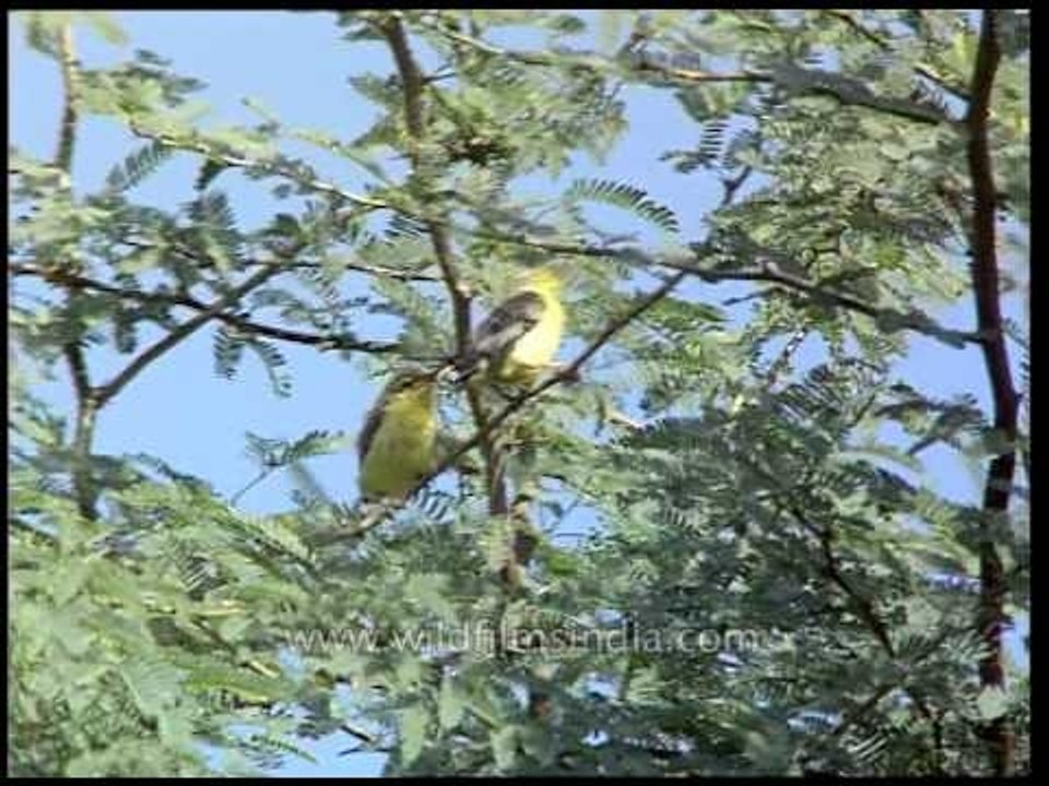 Purple Sunbird female, with young chicks, on hollyhock flowers