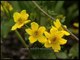 Marsh Marigold flowering in the Himalayan spring-time