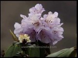 Rhododendron campanulatum flowering shrubs, in high Himalaya