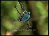 Verditer Flycatcher with food for its chicks