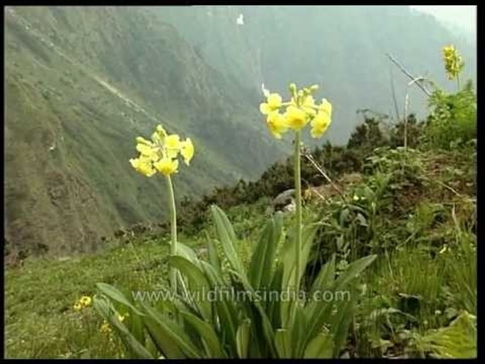 Rare Himalayan bloom: Primula stuartii flowers above Dodital