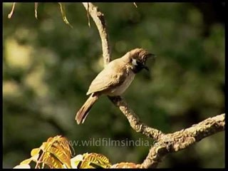 Mountain White-cheeked Bulbul in Uttarakhand