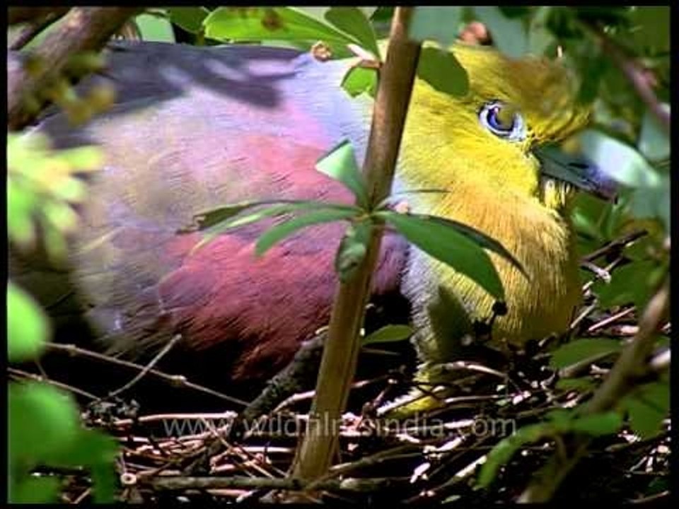 Wedge-tailed Green Pigeon incubates eggs on nest