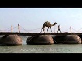 Camel crossing makeshift pontoon bridge
