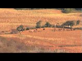 An aerial view of animals grazing on the farms - Gwalior