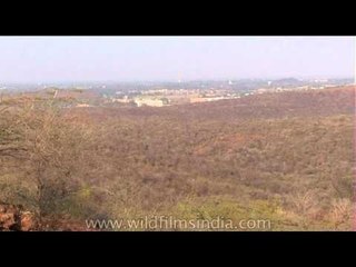 A panoramic view of farms - Gwalior