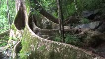 Huge Tree Roots in Palau Waterfall, Kaeng Krachan National Park