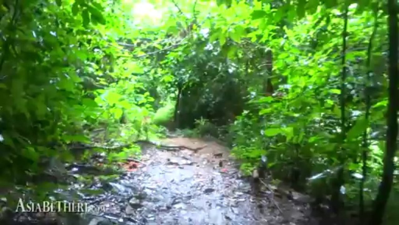 On the way to Palau Waterfall (the path), Kaeng Krachan National Park