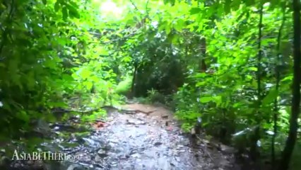 On the way to Palau Waterfall (the path), Kaeng Krachan National Park